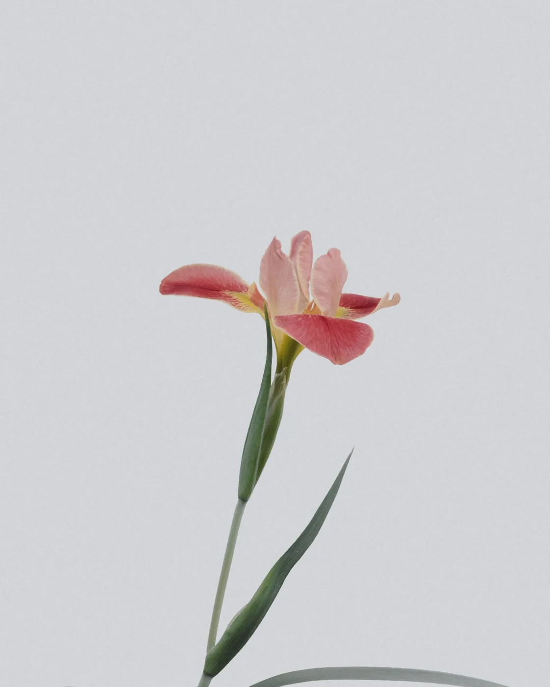 Fleurs délicates aux tons rosés